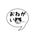ハチワレ猫 吹き出しデザイン（個別スタンプ：8）