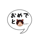 ハチワレ猫 吹き出しデザイン（個別スタンプ：9）
