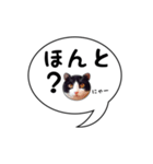ハチワレ猫 吹き出しデザイン（個別スタンプ：12）