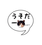 ハチワレ猫 吹き出しデザイン（個別スタンプ：13）