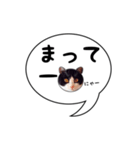 ハチワレ猫 吹き出しデザイン（個別スタンプ：14）