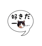 ハチワレ猫 吹き出しデザイン（個別スタンプ：15）