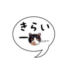 ハチワレ猫 吹き出しデザイン（個別スタンプ：16）
