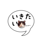 ハチワレ猫 吹き出しデザイン（個別スタンプ：17）