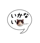 ハチワレ猫 吹き出しデザイン（個別スタンプ：18）