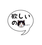 ハチワレ猫 吹き出しデザイン（個別スタンプ：19）