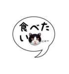 ハチワレ猫 吹き出しデザイン（個別スタンプ：20）