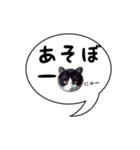 ハチワレ猫 吹き出しデザイン（個別スタンプ：21）