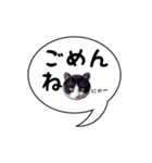 ハチワレ猫 吹き出しデザイン（個別スタンプ：22）