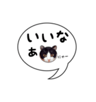 ハチワレ猫 吹き出しデザイン（個別スタンプ：23）