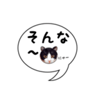 ハチワレ猫 吹き出しデザイン（個別スタンプ：24）