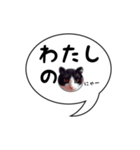 ハチワレ猫 吹き出しデザイン（個別スタンプ：25）