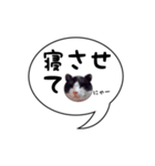 ハチワレ猫 吹き出しデザイン（個別スタンプ：27）