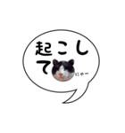 ハチワレ猫 吹き出しデザイン（個別スタンプ：28）