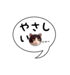 ハチワレ猫 吹き出しデザイン（個別スタンプ：29）