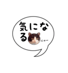 ハチワレ猫 吹き出しデザイン（個別スタンプ：30）