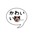 ハチワレ猫 吹き出しデザイン（個別スタンプ：31）