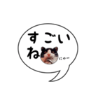 ハチワレ猫 吹き出しデザイン（個別スタンプ：32）