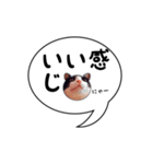 ハチワレ猫 吹き出しデザイン（個別スタンプ：33）