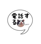 ハチワレ猫 吹き出しデザイン（個別スタンプ：35）