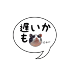 ハチワレ猫 吹き出しデザイン（個別スタンプ：36）