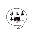ハチワレ猫 吹き出しデザイン（個別スタンプ：37）