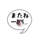 ハチワレ猫 吹き出しデザイン（個別スタンプ：39）