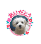 ヨーキーのJOYくん（個別スタンプ：5）