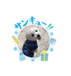 ヨーキーのJOYくん（個別スタンプ：6）