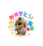 ヨーキーのJOYくん（個別スタンプ：7）