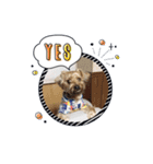 ヨーキーのJOYくん（個別スタンプ：8）
