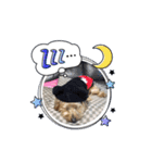 ヨーキーのJOYくん（個別スタンプ：10）