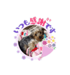 ヨーキーのJOYくん（個別スタンプ：12）