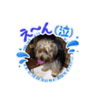ヨーキーのJOYくん（個別スタンプ：13）