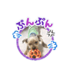 ヨーキーのJOYくん（個別スタンプ：15）