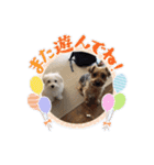 ヨーキーのJOYくん（個別スタンプ：16）