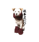 愛犬ぴーすけ（個別スタンプ：1）