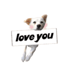 愛犬ぴーすけ（個別スタンプ：3）