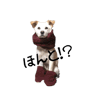 愛犬ぴーすけ（個別スタンプ：4）