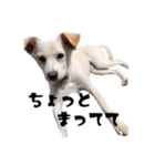 愛犬ぴーすけ（個別スタンプ：5）