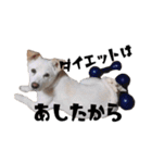 愛犬ぴーすけ（個別スタンプ：7）
