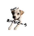 愛犬ぴーすけ（個別スタンプ：8）