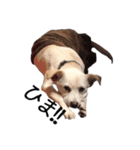 愛犬ぴーすけ（個別スタンプ：9）