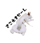 愛犬ぴーすけ（個別スタンプ：10）