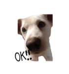 愛犬ぴーすけ（個別スタンプ：11）