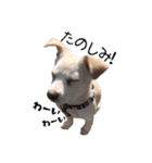 愛犬ぴーすけ（個別スタンプ：12）