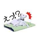 愛犬ぴーすけ（個別スタンプ：13）