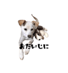 愛犬ぴーすけ（個別スタンプ：14）
