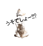 愛犬ぴーすけ（個別スタンプ：16）