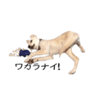 愛犬ぴーすけ（個別スタンプ：17）